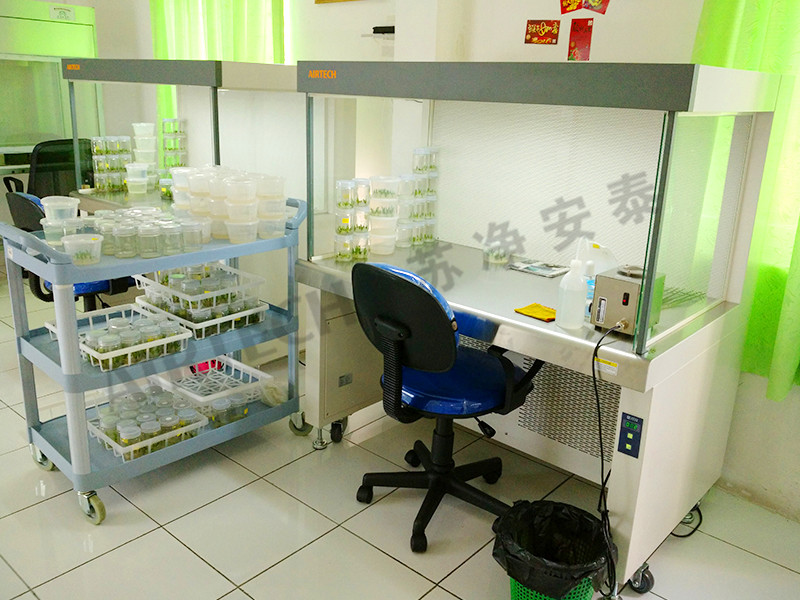 Clean bench for Indonesia Tissue Culture